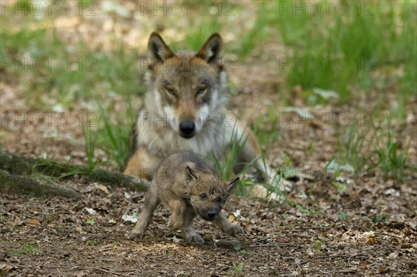 European gray wolf