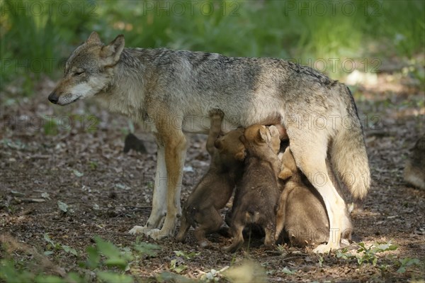 European gray wolf