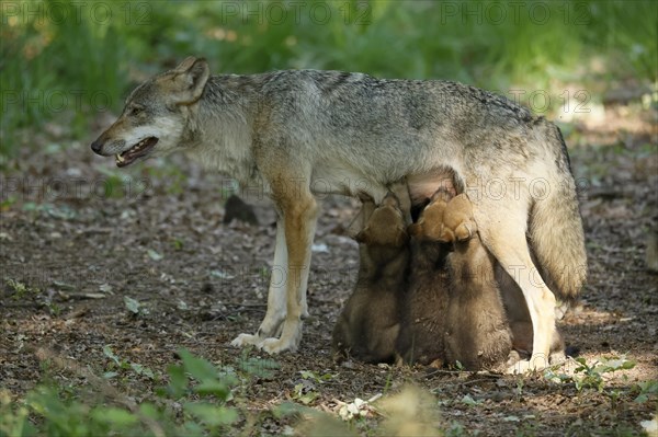 European gray wolf