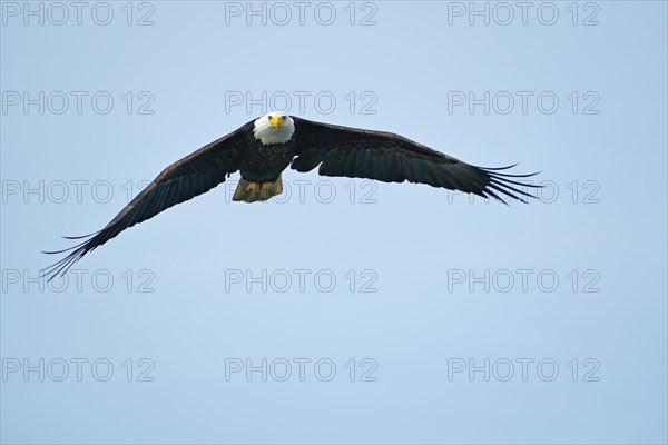 Adult bald eagle in flight