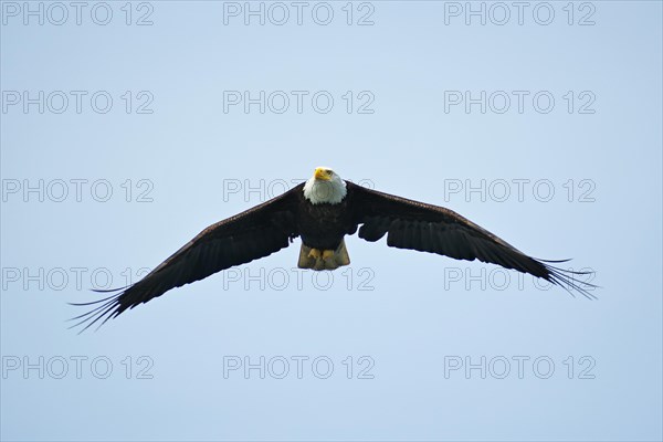 Adult bald eagle in flight