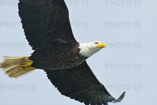 Adult bald eagle in flight