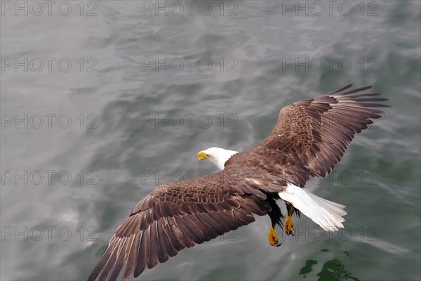 Adult bald eagle in flight