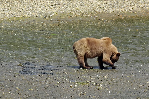 Grizzly looking for shells on the beach