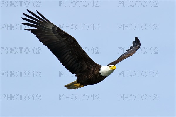 Adult bald eagle in flight