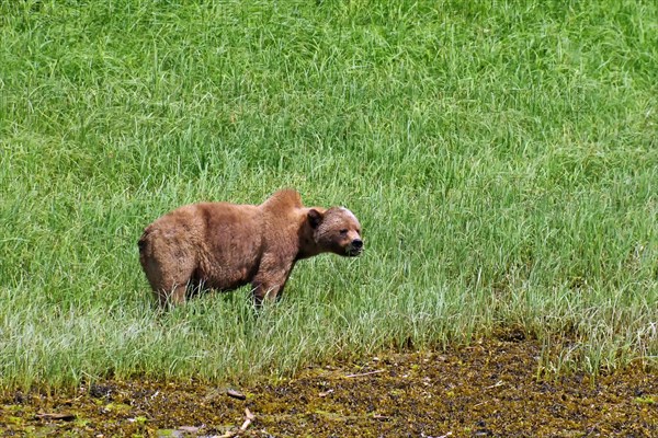 Grizzly in the meadow