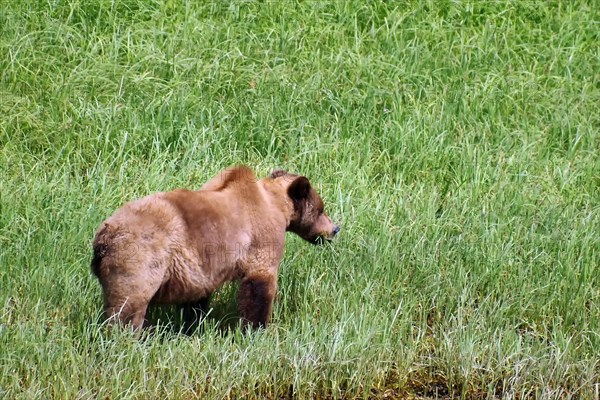 Grizzly in the meadow