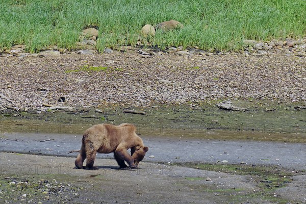 Grizzly looking for shells on the beach