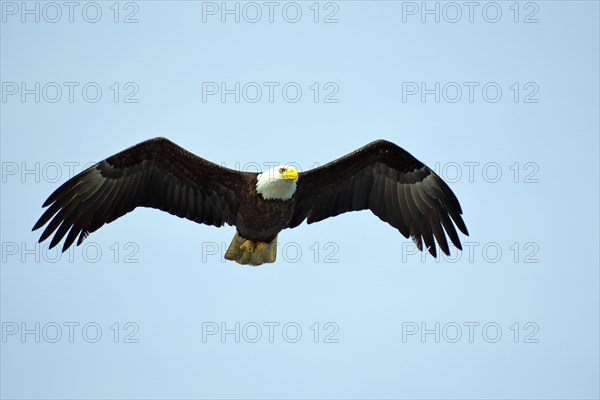 Adult bald eagle in flight