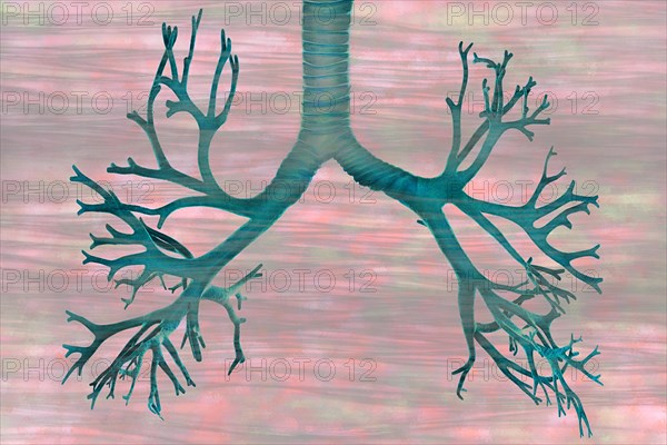 Bronchi lie in the lungs and are organs