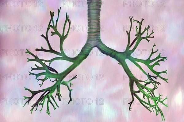 Bronchi lie in the lungs and are organs