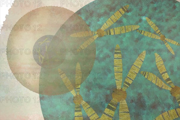 Cell with chromosomes In the chromosome lies everything important for the cells and run the metabolism