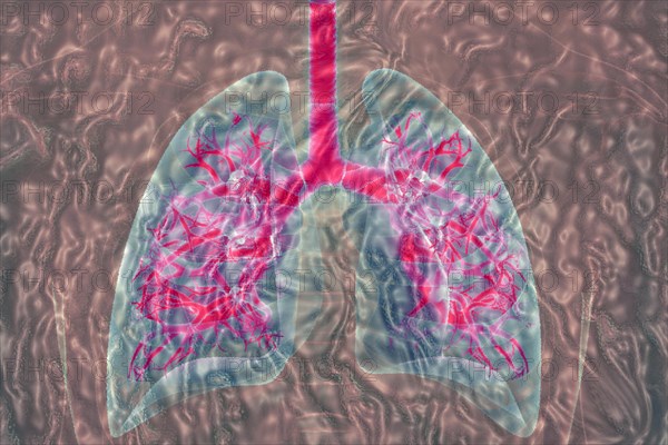 Bronchi lie in the lungs and are organs