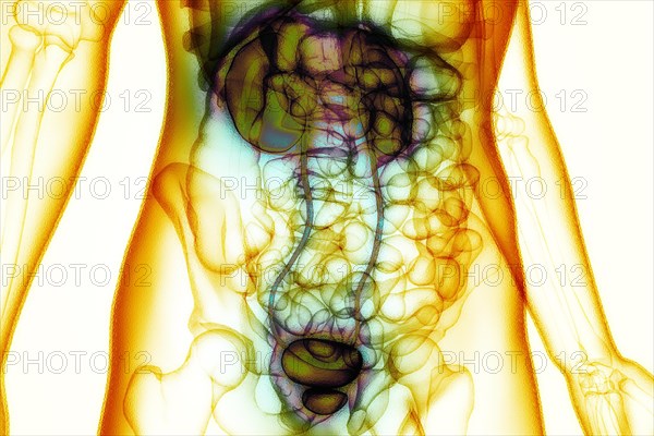 Kidneys and bladder are connected via the urinary tract