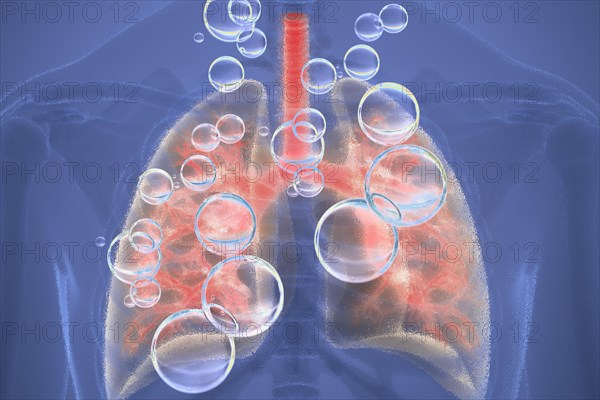 Lungs The lungs are the organ in our body that ensures that the vital oxygen from the air we breathe gets into our blood