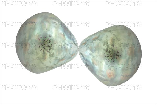 Cell division Cells often divide in living organisms