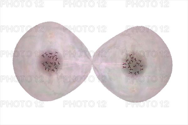 Cell division Cells often divide in living things