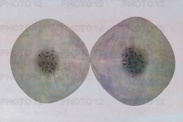 Cell division Cells often divide in living things