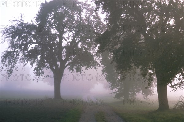 Trees on a dirt road in dense fog