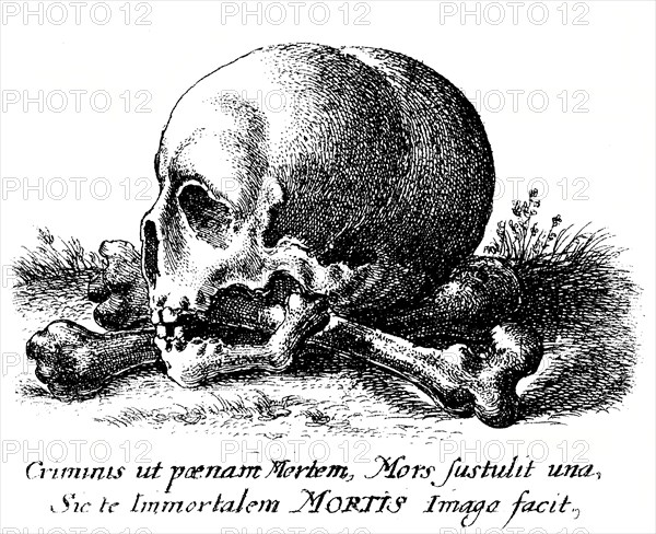 Skull and human bones