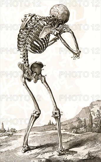 A human skeleton