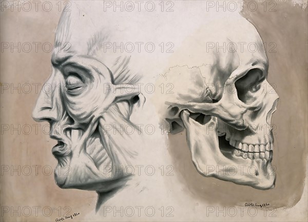 (left) with muscles and tendons, (right) skull bones, Historical, digitally restored reproduction from a 19th century original, Medicine, Anatomy, Two figures of the human head in profile