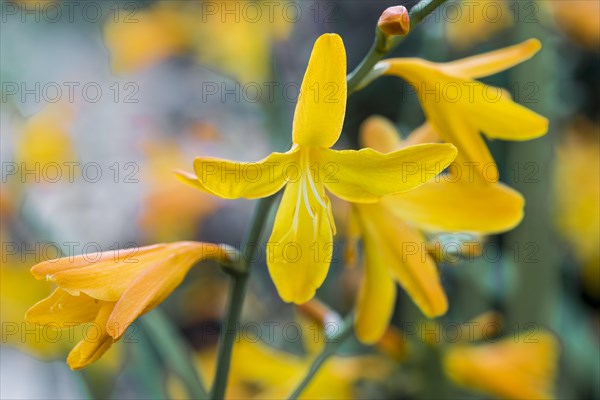 Crocosmia