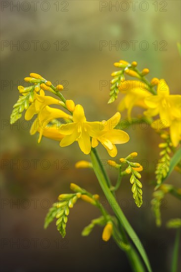 Crocosmia