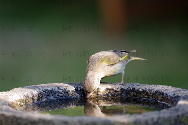 European greenfinch