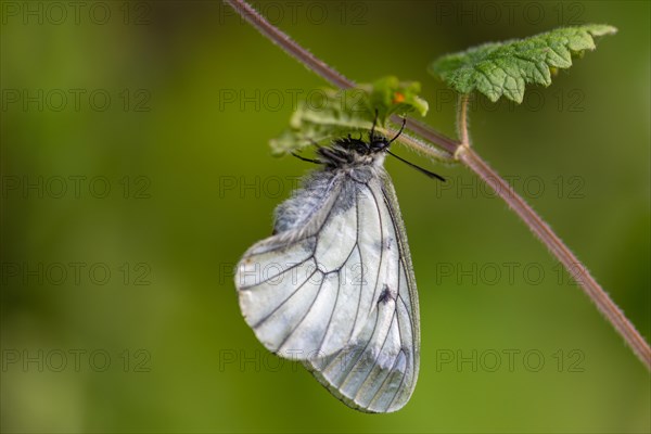 Clouded apollo