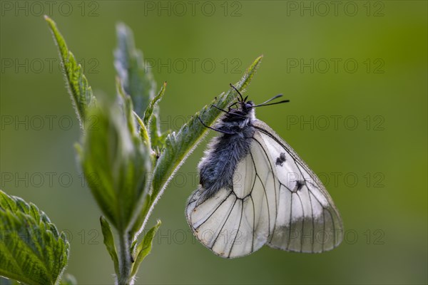 Clouded apollo