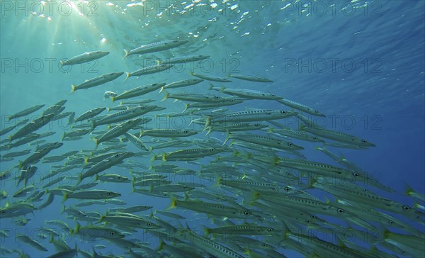 Close-up of lot of shoal of Barracuda floats in blue Ocean