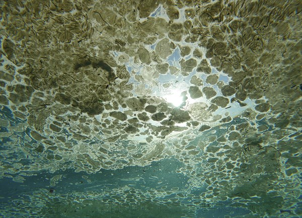 View from underwater to thick layer of fat covering surface of Ocean on bright sunny day