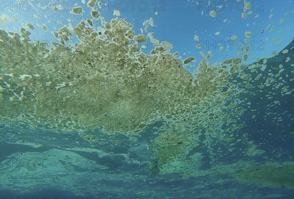 An oily fatty layer of garbage slowly drifts on surface of sea