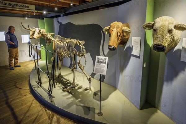 Skeleton of a cow