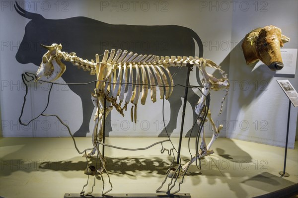 Skeleton of a cow