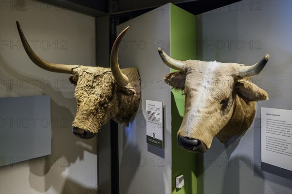 Head of an aurochs