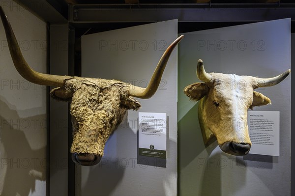 Head of an aurochs