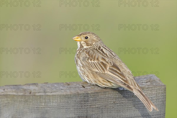 Corn Bunting