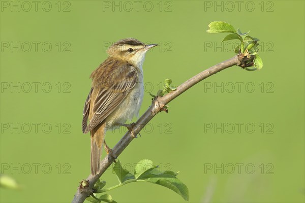 Sedge warbler