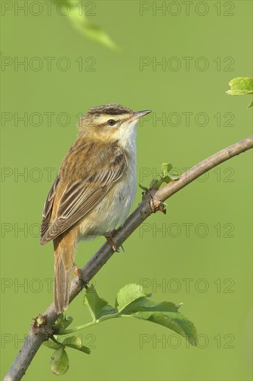 Sedge warbler