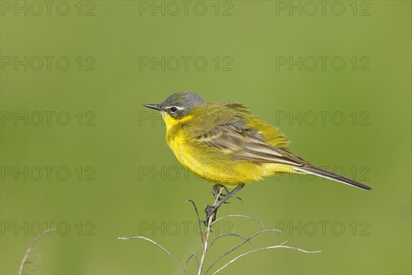 Western yellow wagtail