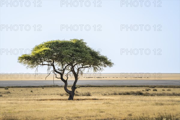 Acacia tree