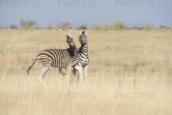 2 zebras