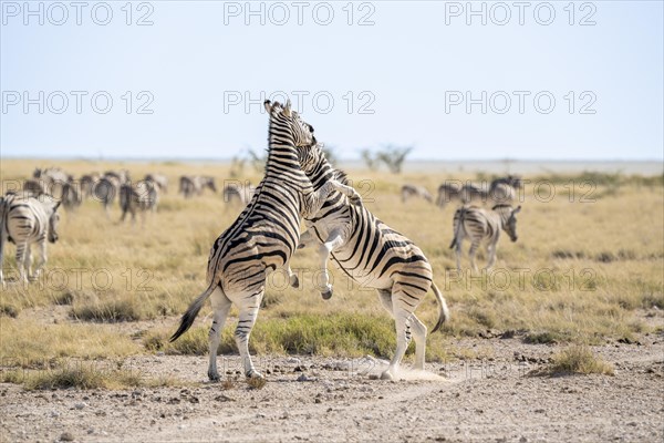 2 zebras