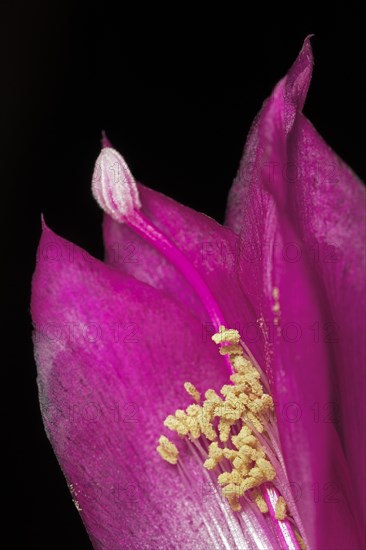 Red flower of a Schlumbergera from the cactus family