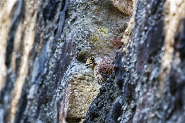 Common kestrel