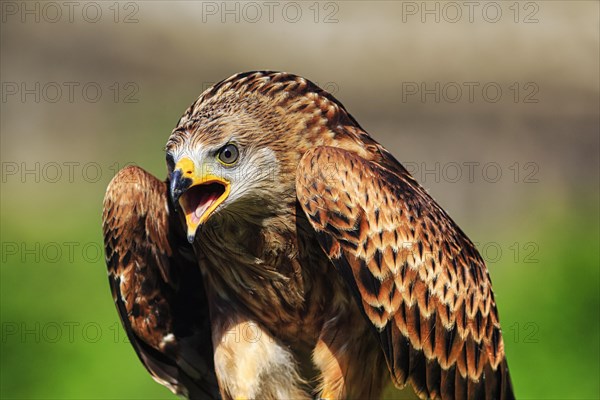 Red Kite