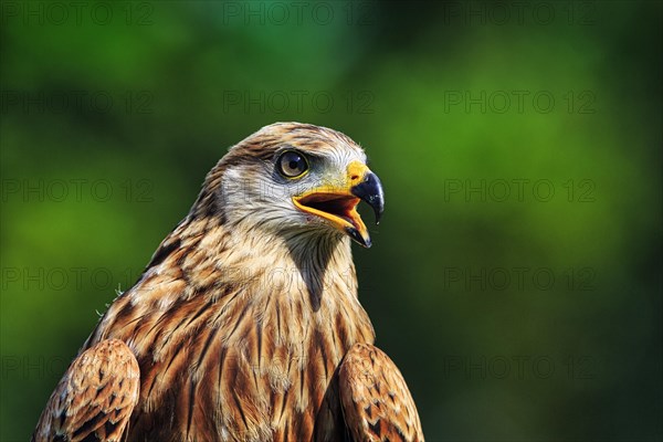 Red Kite