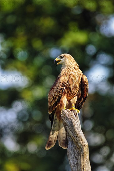 Red Kite